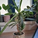 Pachypodium lamerei Φύλλο