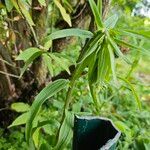 Epipactis helleborineYaprak