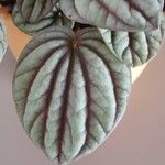 Peperomia albovittata Ліст