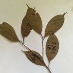 Pouteria sagotiana Fuelha