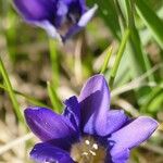 Gentiana pyrenaica Blomma