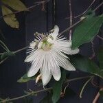 Passiflora foetida Flor