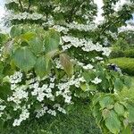 Cornus kousa 葉