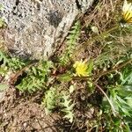 Taraxacum braun-blanquetii Flower