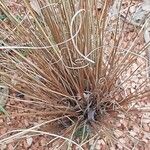 Carex buchananii Hoja