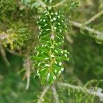 Abies koreana Leaf