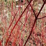 Cornus alba Cortiza