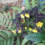 Oxalis hedysaroides Flor