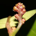 Morisonia polyantha Other