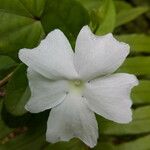 Thunbergia laevis ᱵᱟᱦᱟ