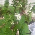 Ageratina altissima Yaprak