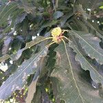 Quercus castaneifolia Blad