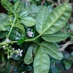 Zieria prostrata Ліст