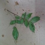 Inga gracilifolia Folla