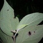 Piper urostachyum 葉