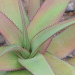 Aloe cryptopoda Leaf