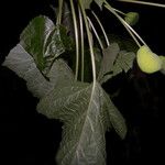 Dorstenia contrajerva ഫലം