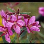 Chamerion latifolium 花
