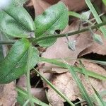 Myosotis arvensis Blad