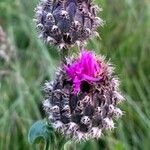 Centaurea scabiosaFlors