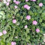 Erodium corsicum Diğer