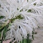 Melaleuca armillaris Цвят