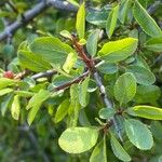 Rhamnus saxatilis Fuelha