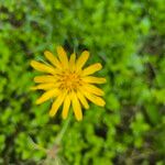 Tragopogon orientalis Flower