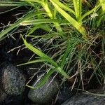Carex subspathacea ഇല