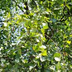 Betula populifolia Foglia