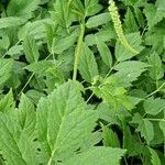 Actaea racemosa Blad