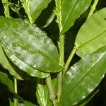 Ichnanthus calvescens Leaf