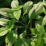 Stachytarpheta jamaicensis Leaf