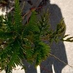 Vachellia cornigera Hoja