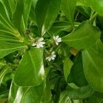 Scaevola taccada फूल