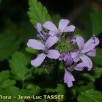 Cardamine chelidonia 花