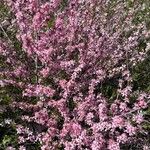 Prunus tenella Λουλούδι