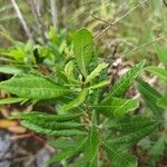 Myrica gale葉