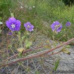 Phacelia parryi Hábito