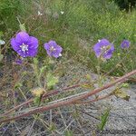 Phacelia parryi Агульны выгляд