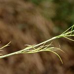 Nigella nigellastrum Blad