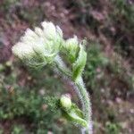 Crepis conyzifolia പുഷ്പം