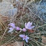 Colchicum cupanii Квітка