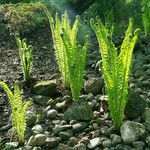 Polystichum lonchitis Лист