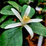 Citrus limon Flower