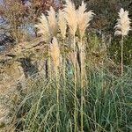 Cortaderia selloana Fleur