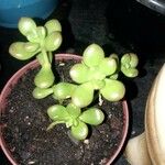 Sedum hernandezii Foglia