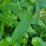 Eupatorium perfoliatum ഇല