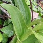 Cephalanthera damasonium برگ