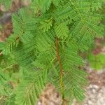 Dichrostachys cinerea Leaf